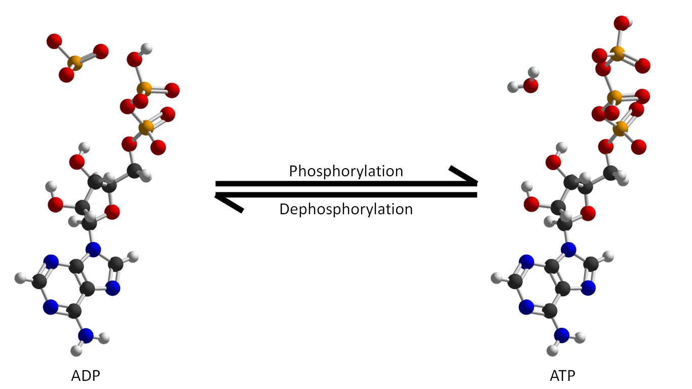 Picture of the molecular structure of adenosine triphosphate and adenosine diphosphate