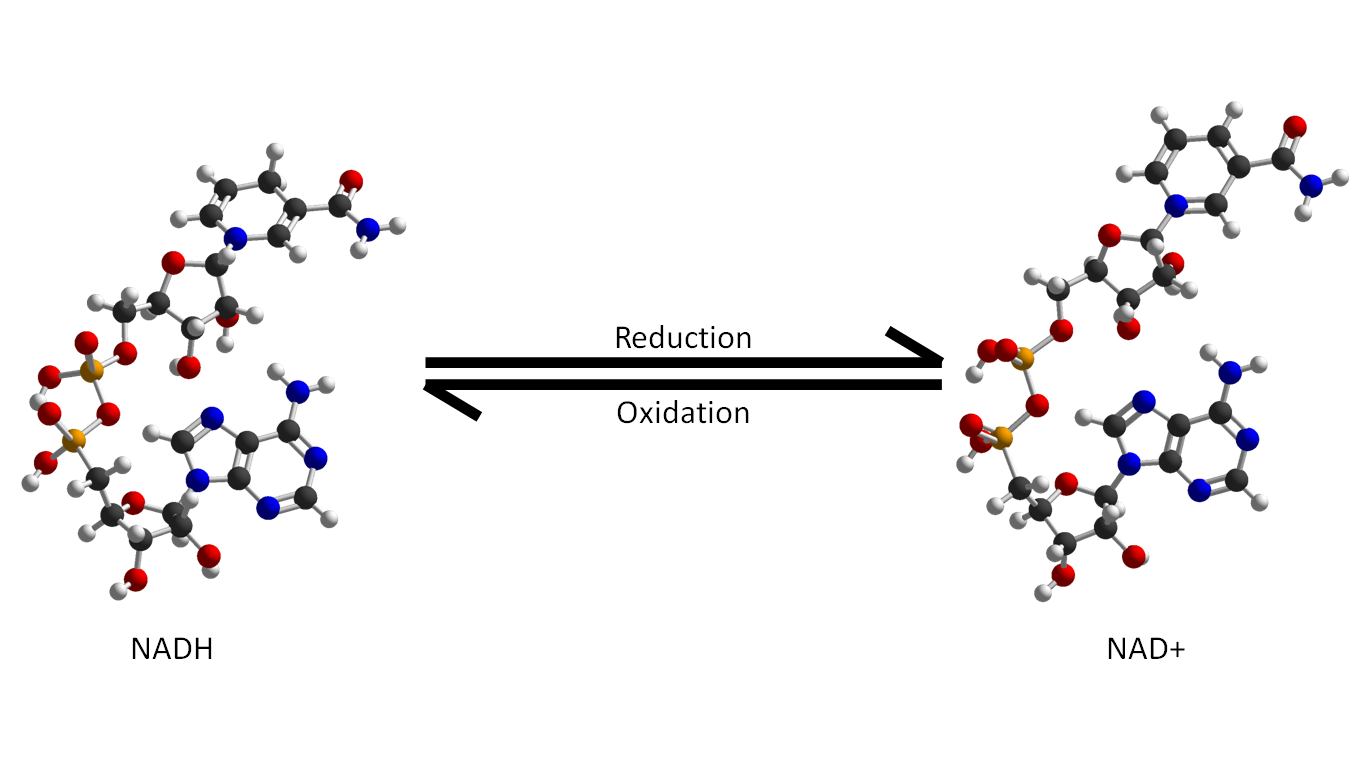 Picture of the molecular structure of nicotinamide adenine dinucleotide
