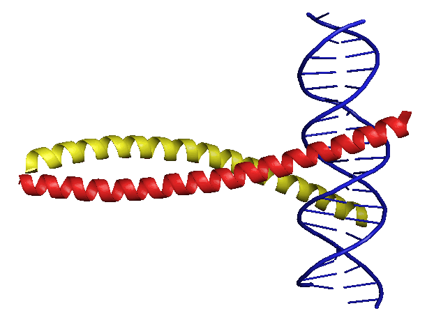 Rotating animation of AP-1 bound to DNA