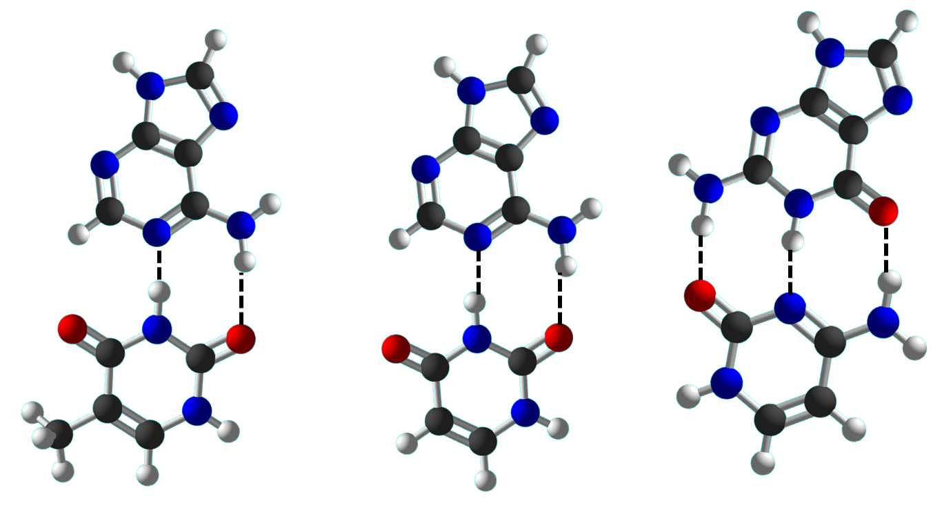 Picture of molecular structures showing base pairing between nucleobases