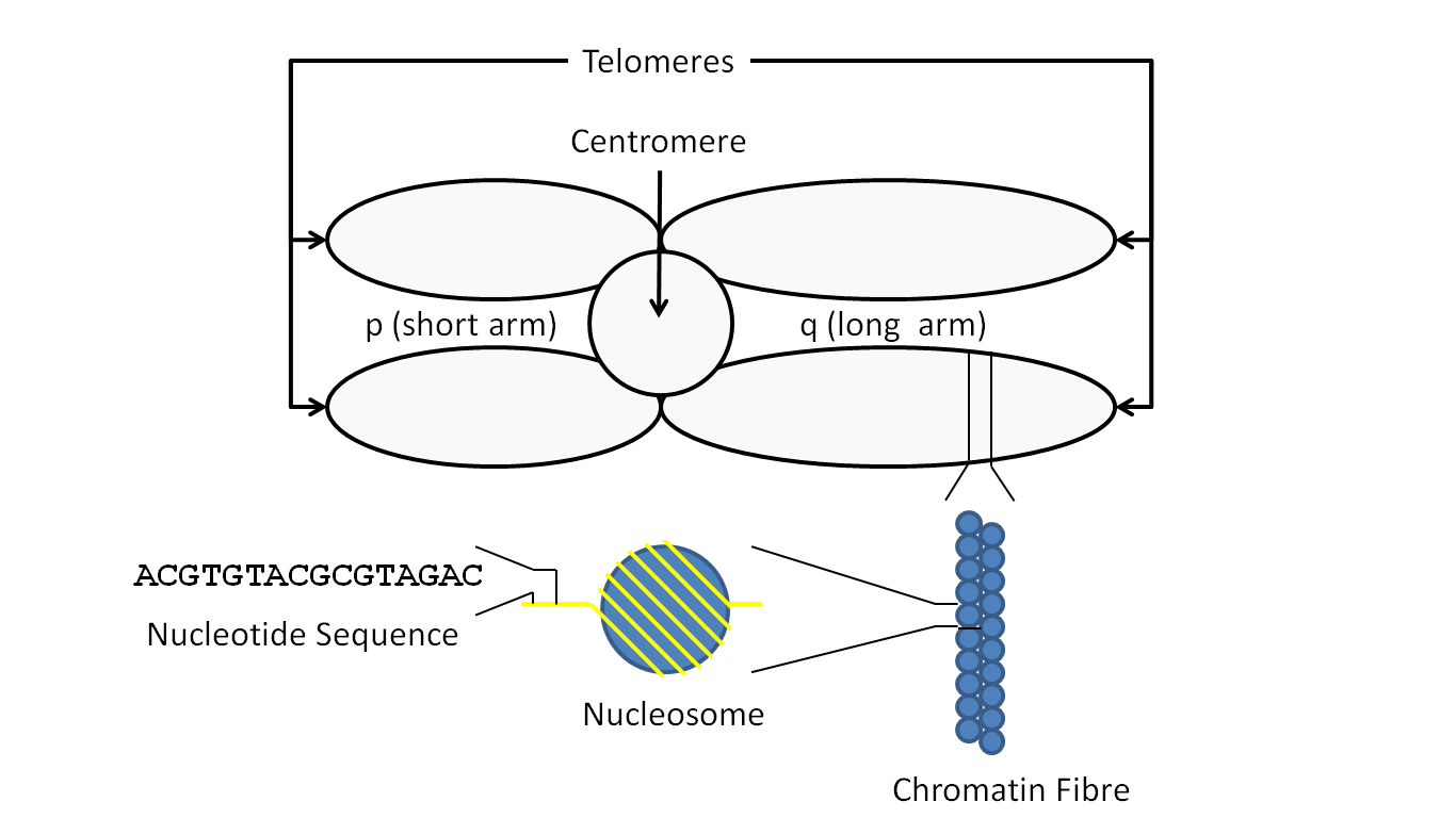 Diagram of a chromosome