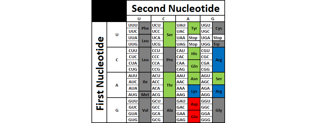 A codon translation table