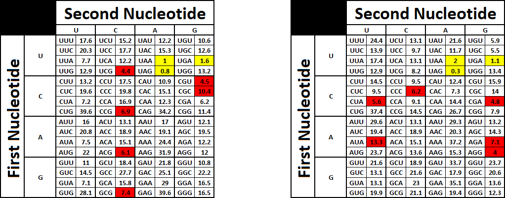 Pictures of codon usage tables in humans and e coli