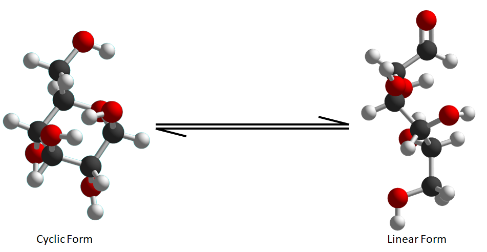 A picture of molecular models of glucose in its cyclic and linear forms and the exchange between the two.