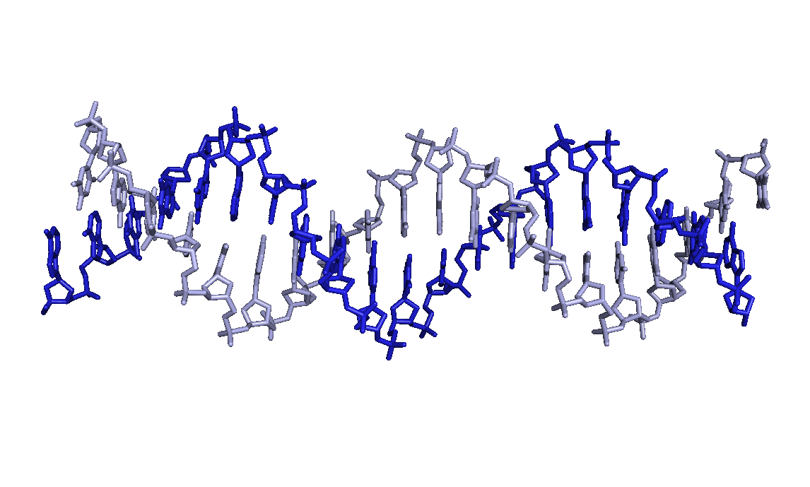 Picture of the DNA double helix structure