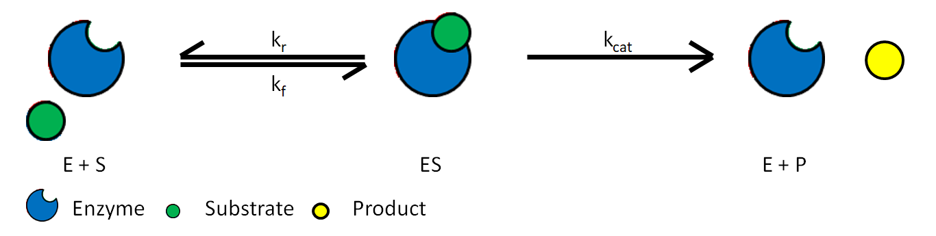 Diagram showing the steps of an enzyme catalyzed reaction