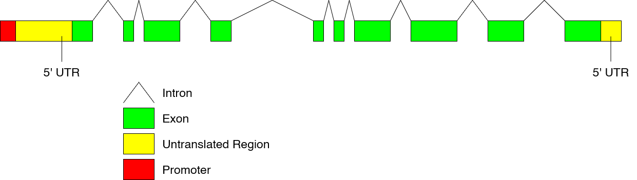 Diagram of the structure of a gene with intros and exons highlighted