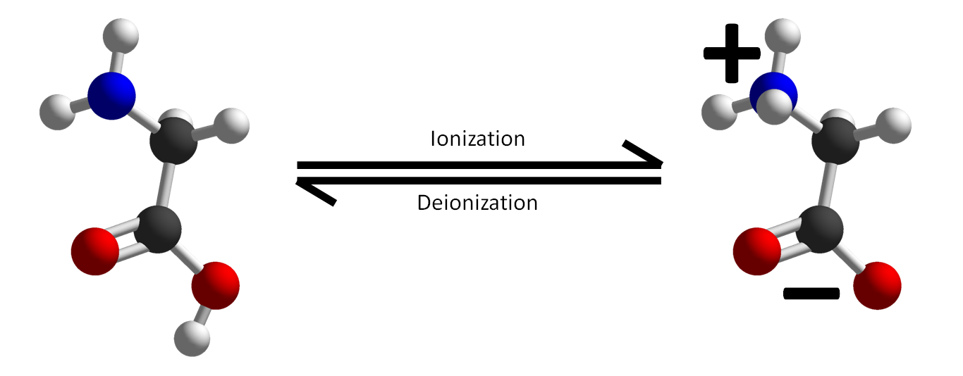 A picture of a molecular model of glycine, highlighting the different charges in different parts of the molecule.