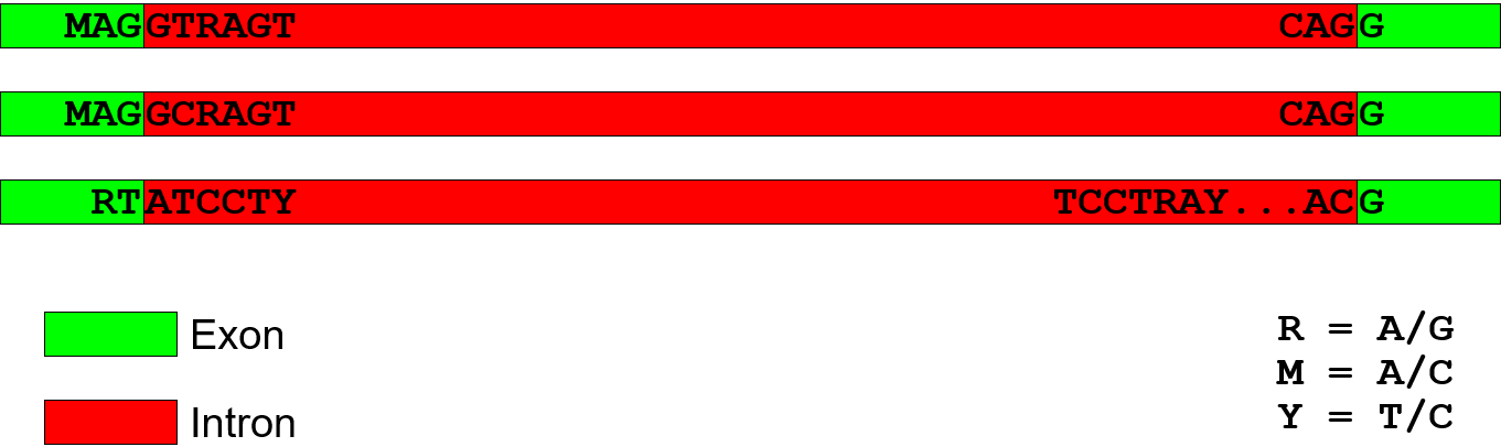 Diagram showing consensus intro sequences, sites where introns are often found