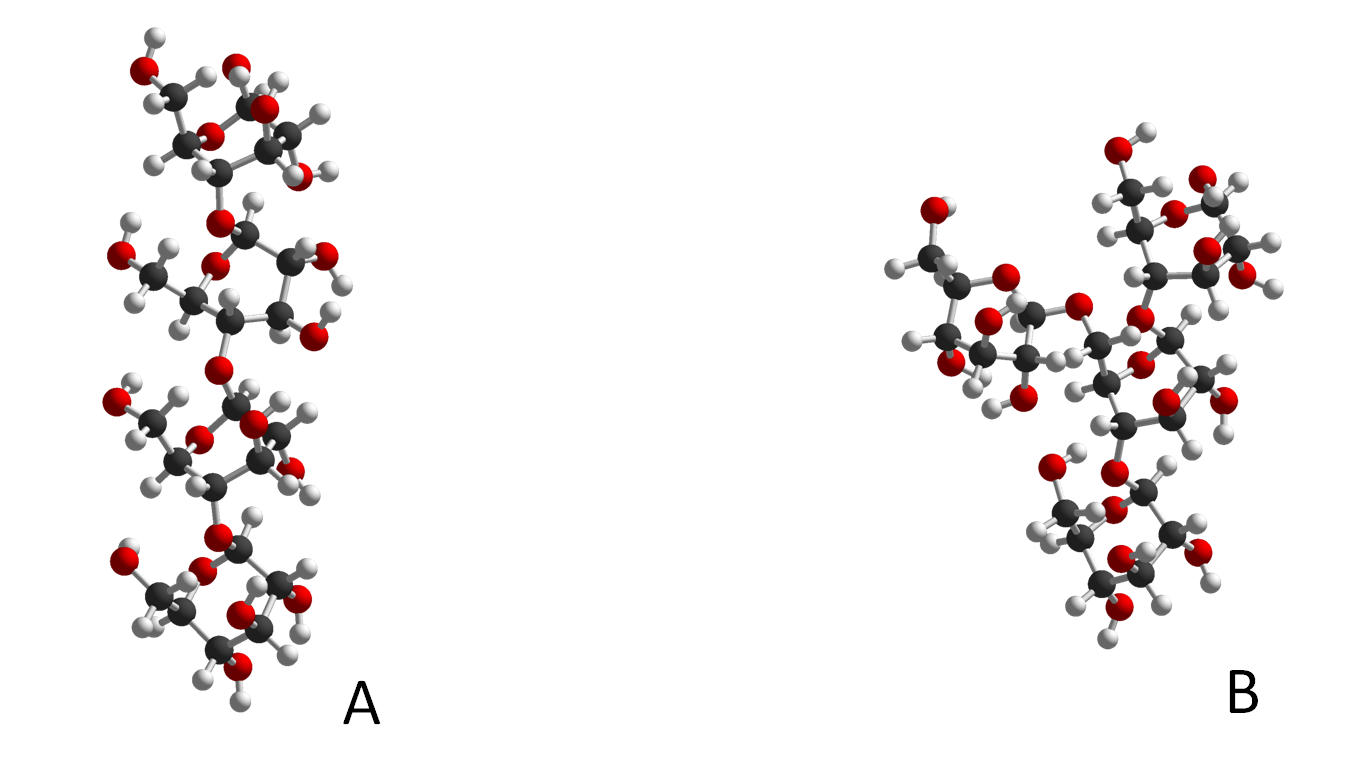 A picture of molecular models of polysaccharides showing the formation of straight and branched polysaccharides.