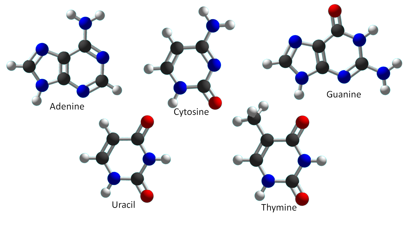 Picture of the molecular structure of the nucleobases adenine, cytosine, guanine, thymine and uracil