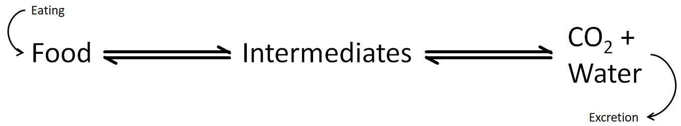 Diagram showing the flux created through a metabolic pathway because of eating food, and excreting waste products