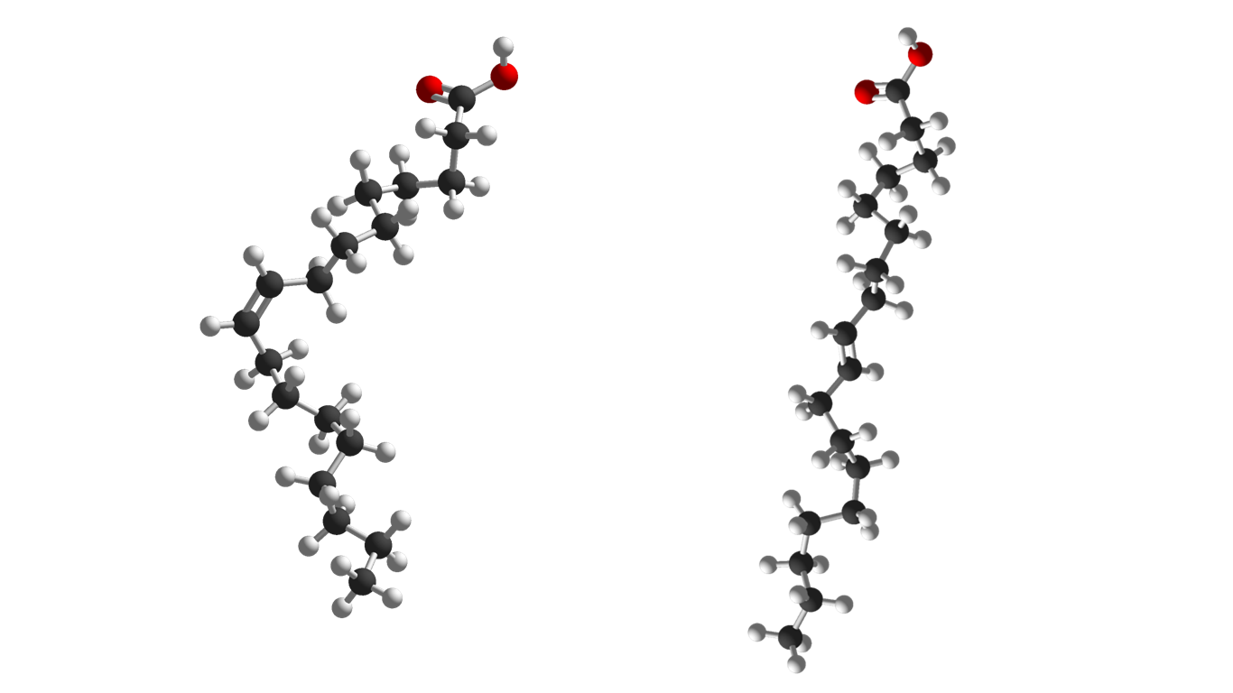 Pictures of molecule models of oleic and elaidic acids.