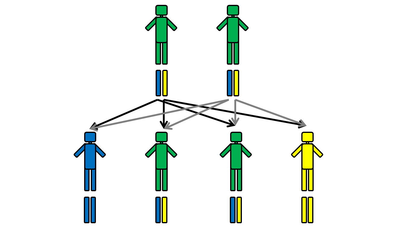 Diagram showing a Mendelian cross between heterozygous parents