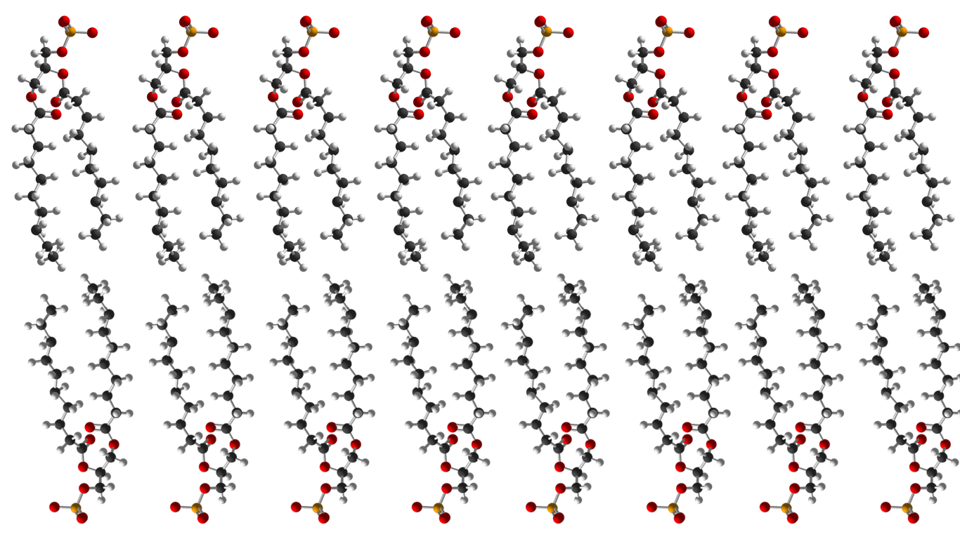 Picture of a molecular model of a phospholipid bilayer.