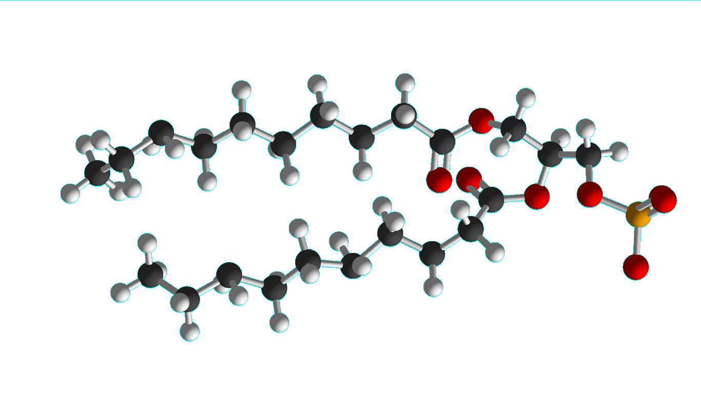 Picture of a molecular model of a phospholipid.