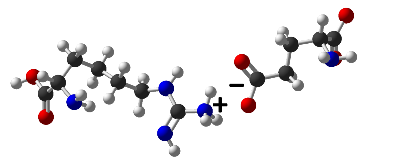 A picture of molecular models of amino acids making opposite charge attractions between carboxyl and amine groups.