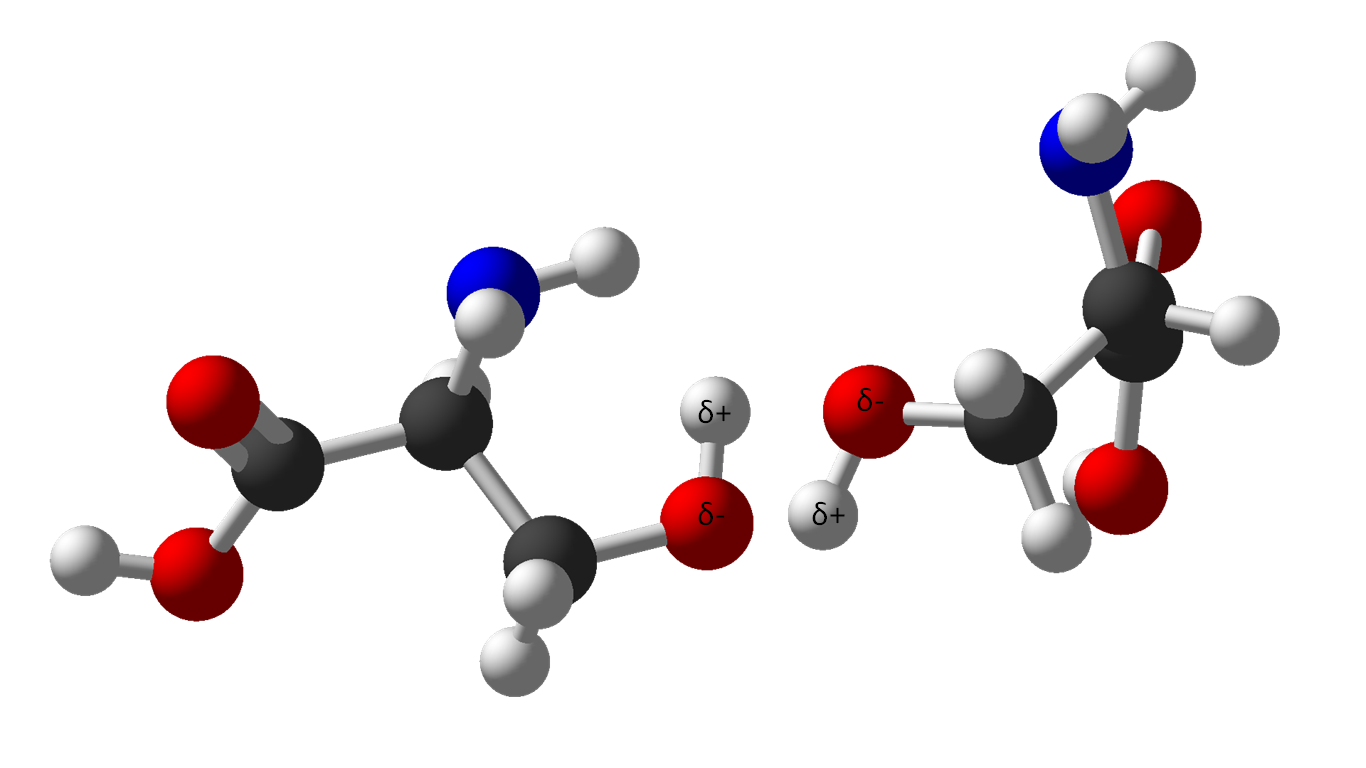 A picture of molecular models of amino acids making opposite charge attractions between hydrogen and oxygen atoms.