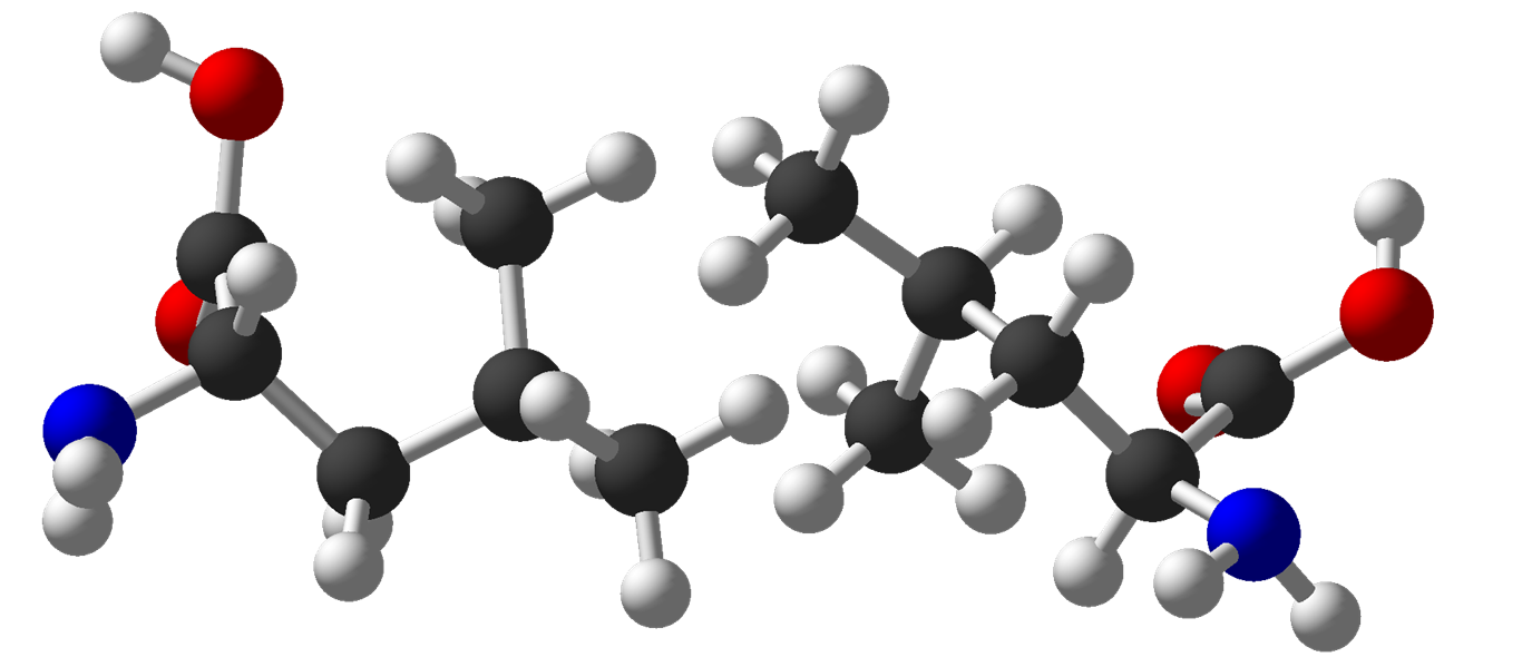 A picture of molecular models of amino acids with large hydrophobic regions forming Van Der Waals forces.