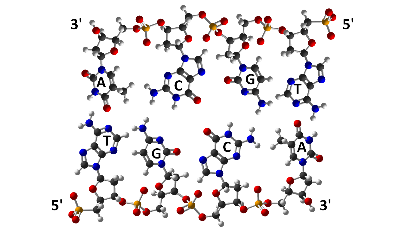 Picture of the molecular structure of the reverse complement pattern in DNA