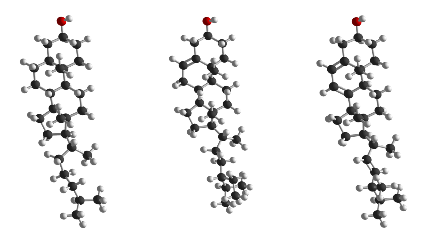 Picture of molecular models of the sterol molecules cholesterol, phytosterol and ergosterol.