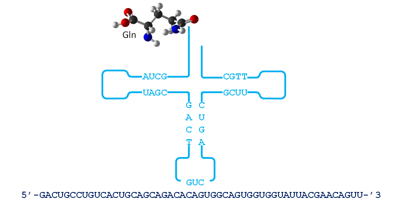 Diagram of a tRNA molecule attached to a glutamine molecule