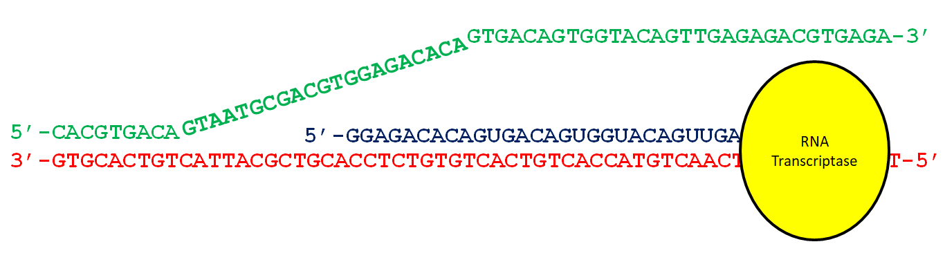 Diagram showing RNA transcriptase growing an elongating mRNA sequence from a DNA template
